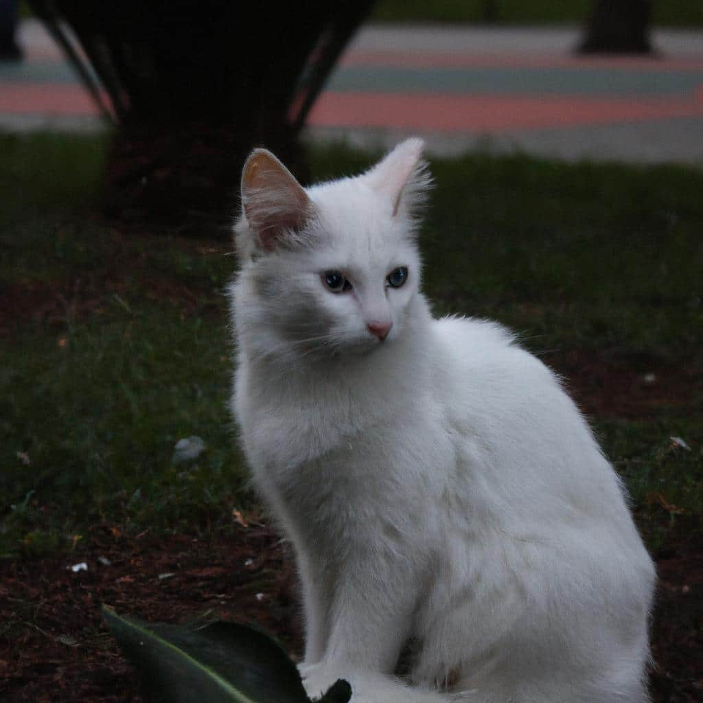 Ruyada Beyaz Kagit Gormek