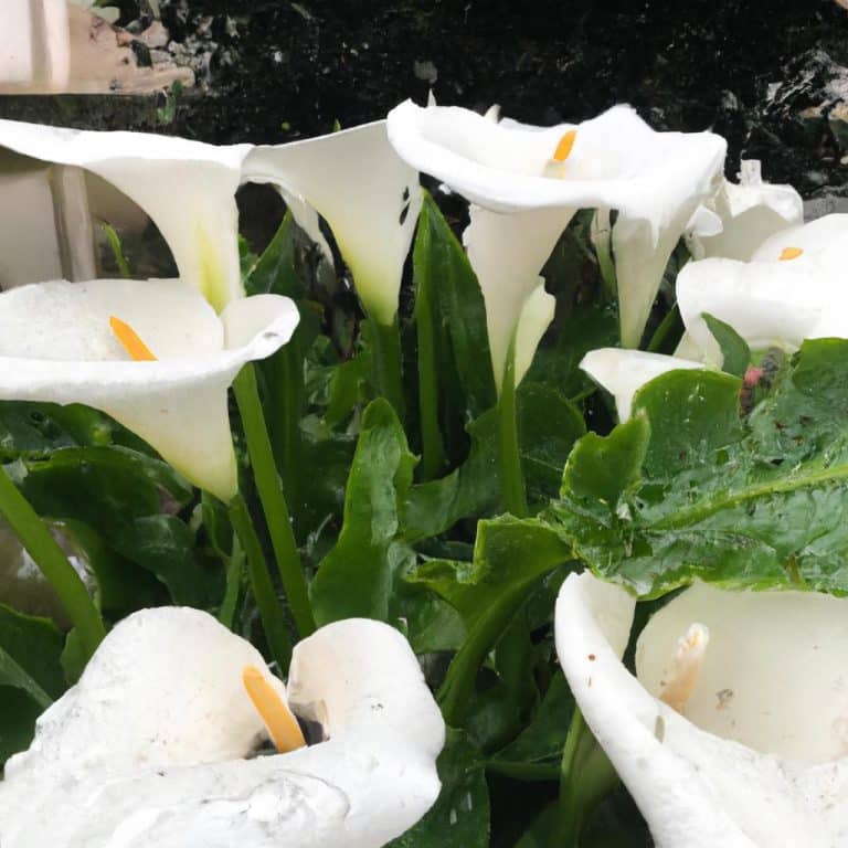 Ruyada Beyaz Kaplan Gormek