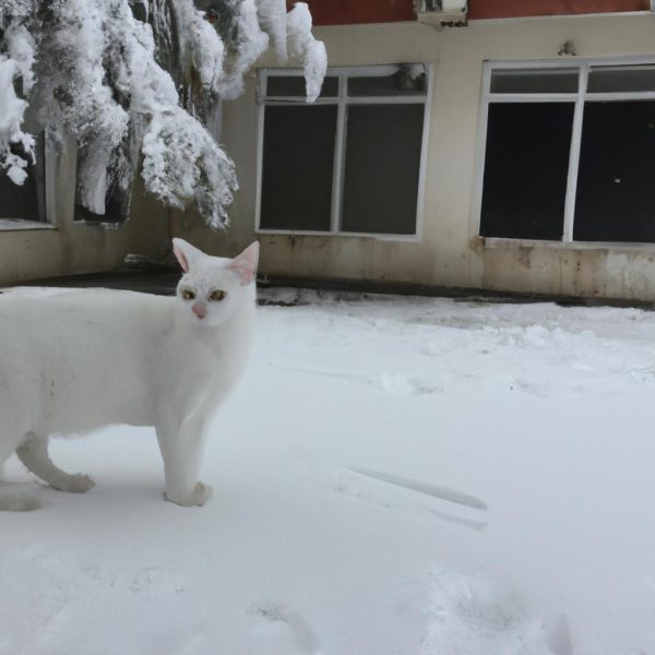 Ruyada Beyaz Kazak Gormek