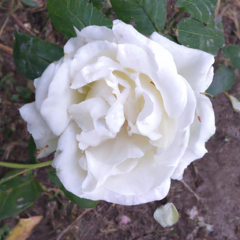 Ruyada Beyaz Keci Gormek