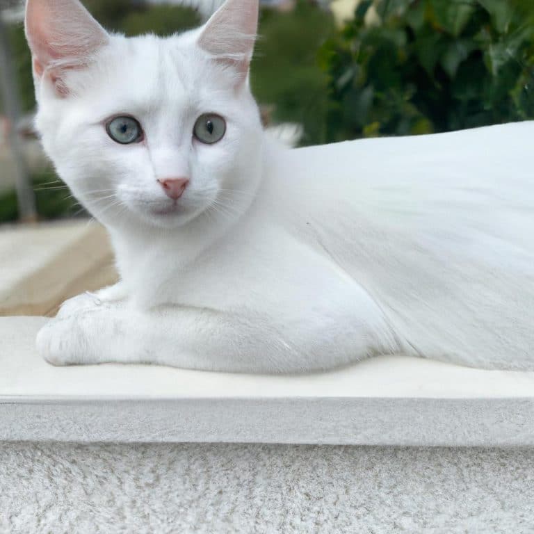 Ruyada Beyaz Kedi Gormek Diyanet