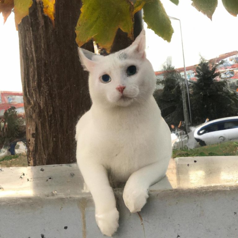 Ruyada Beyaz Kedi Sevmek