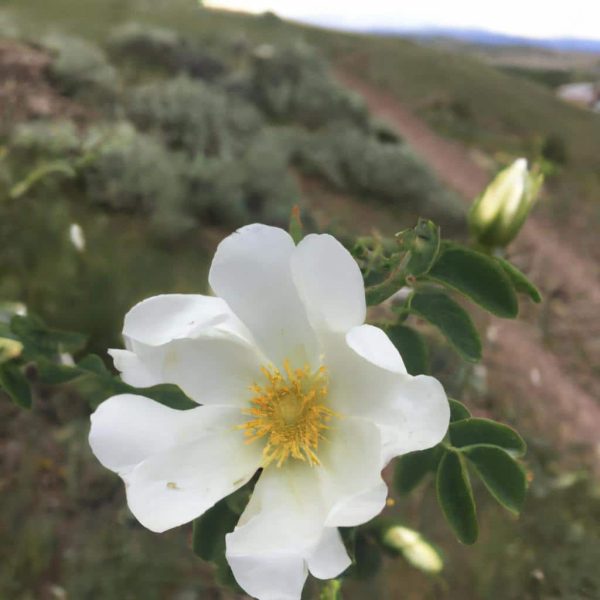Ruyada Beyaz Lahana Gormek
