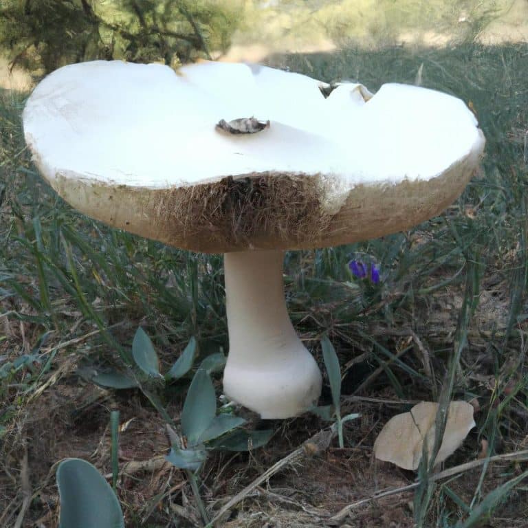 Ruyada Beyaz Mantar Toplamak