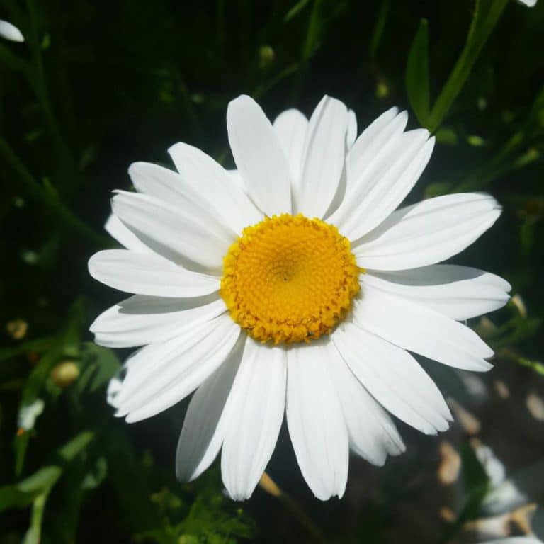 Ruyada Beyaz Onluk Giymek