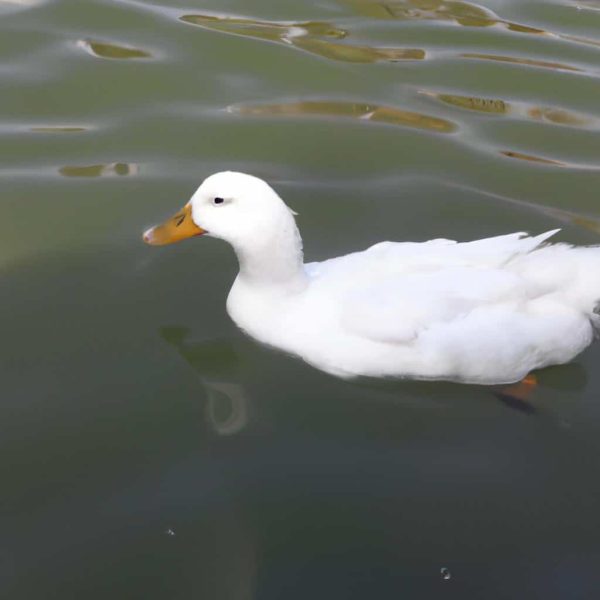 Ruyada Beyaz Ordek Gormek