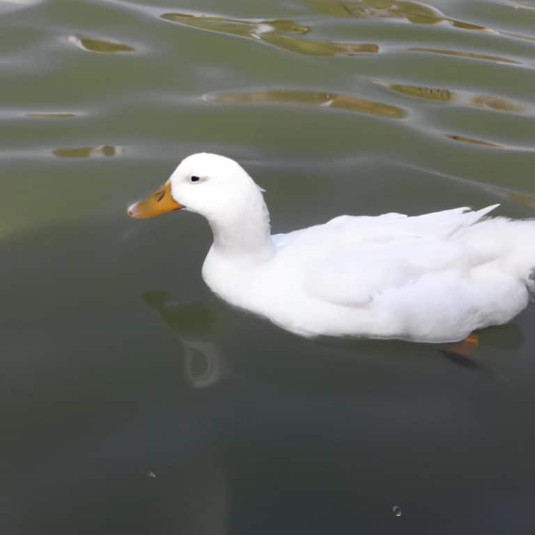 Ruyada Beyaz Ordek Gormek