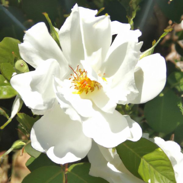 Ruyada Beyaz Ortu Gormek