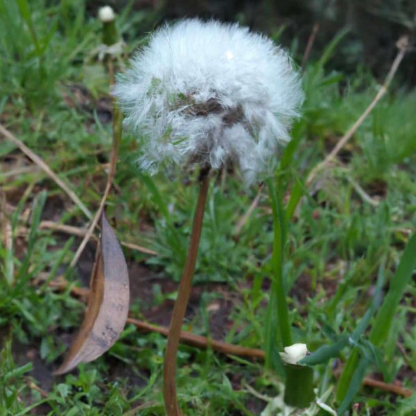 Ruyada Beyaz Peynir Gormek