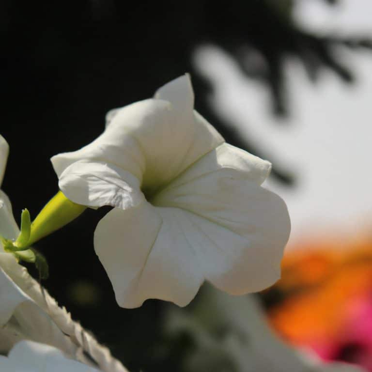 Ruyada Beyaz Renk Gormek