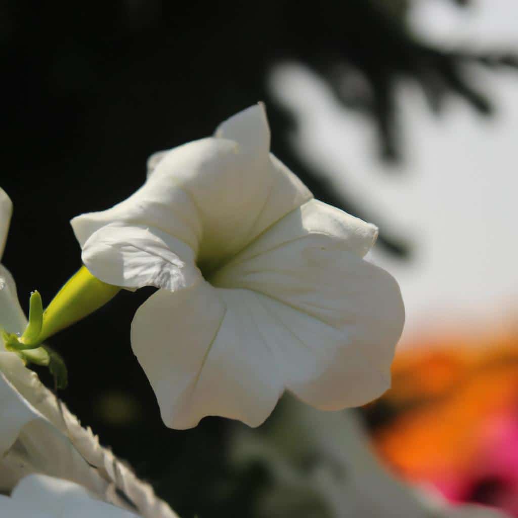 Ruyada Beyaz Renk Gormek