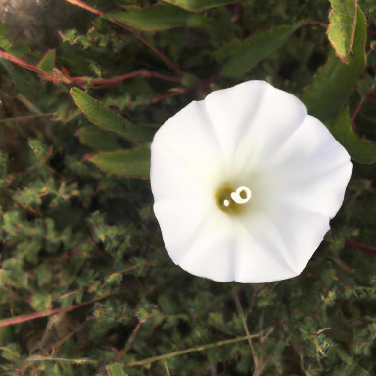 Ruyada Beyaz Sogan Gormek