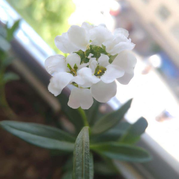 Ruyada Beyaz Terlik Giymek