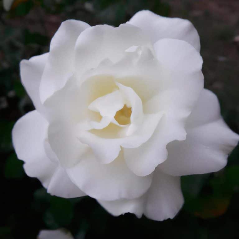 Ruyada Beyaz Terlik Gormek