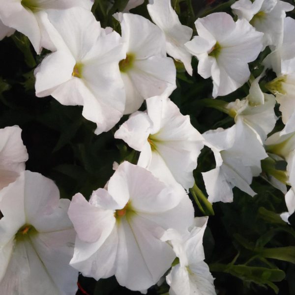 Ruyada Beyaz Tisort Giymek