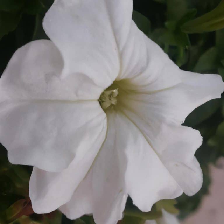 Ruyada Beyaz Tul Perde Gormek