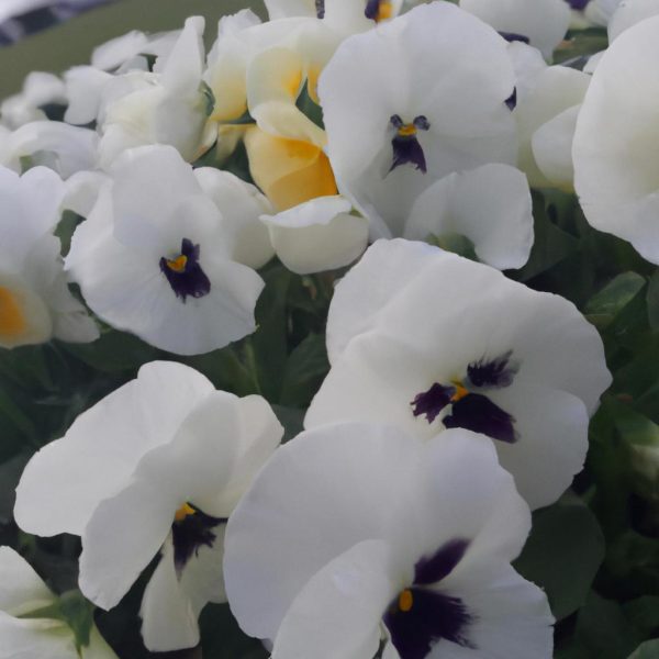 Ruyada Beyaz Tulbent Ortmek