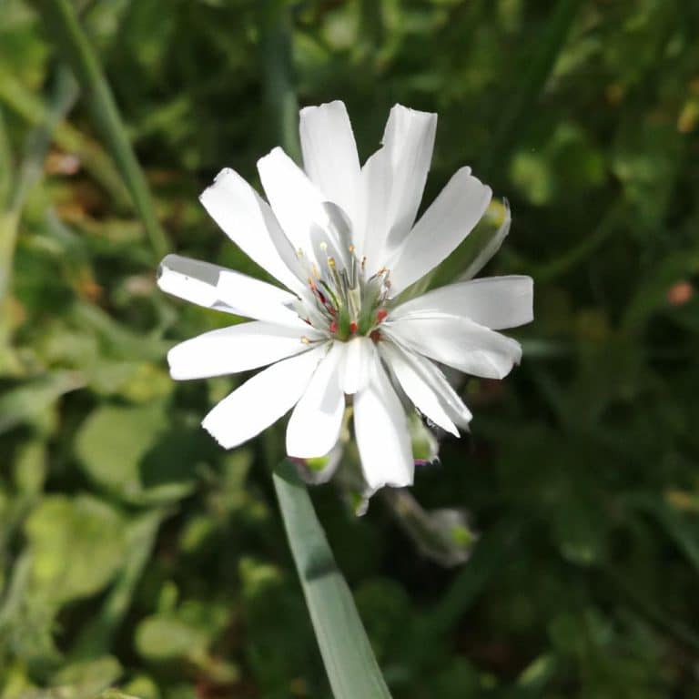 Ruyada Beyaz Un Gormek