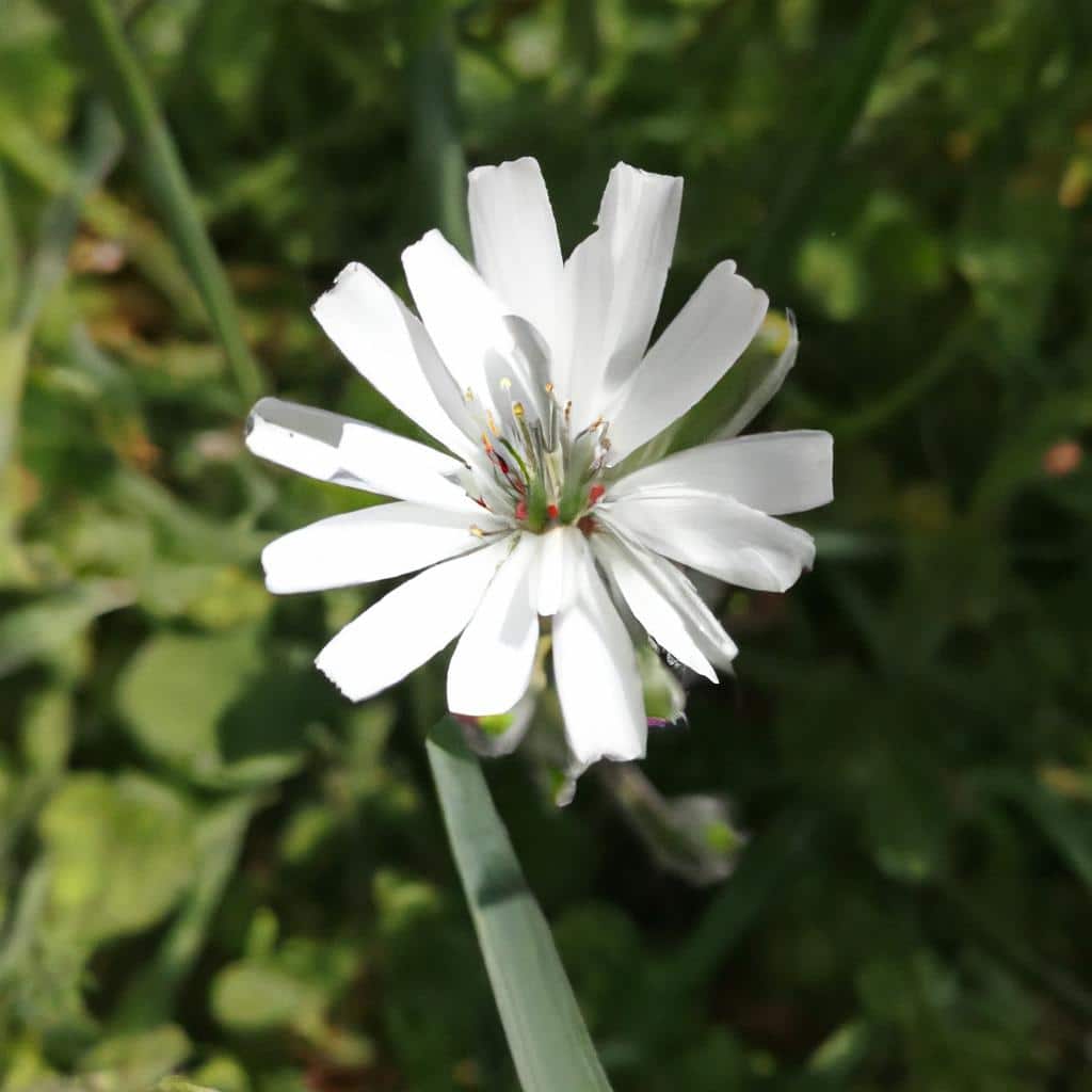 Ruyada Beyaz Un Gormek