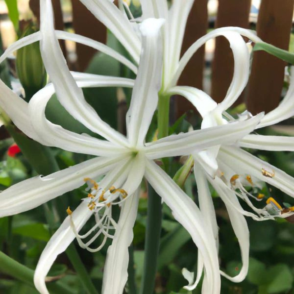 Ruyada Beyaz Yazma Gormek