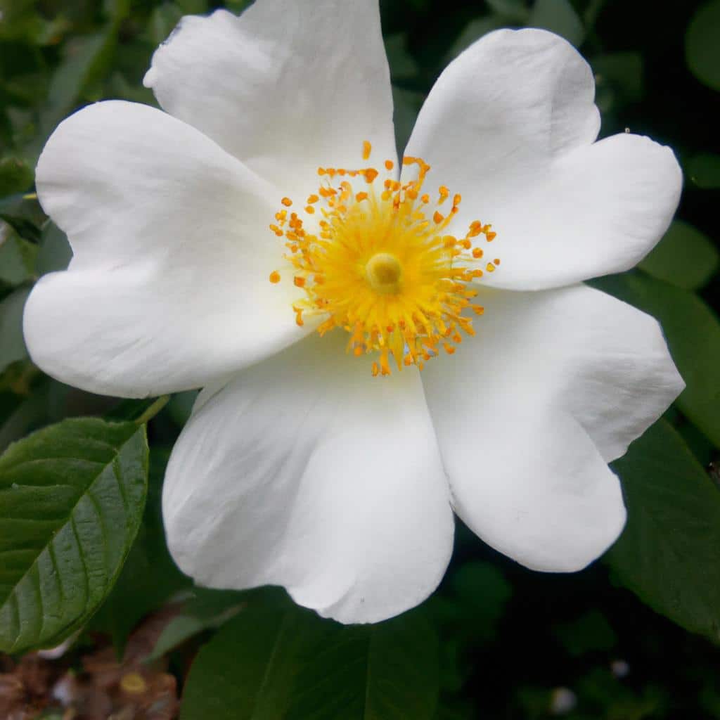 Ruyada Beyaz Yorgan Gormek