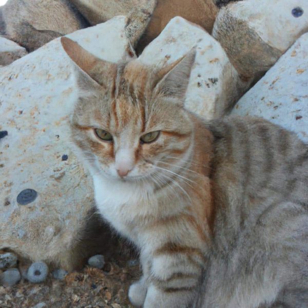 Ruyada Bicaklandigini Gormek