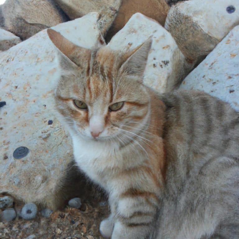 Ruyada Bicaklandigini Gormek