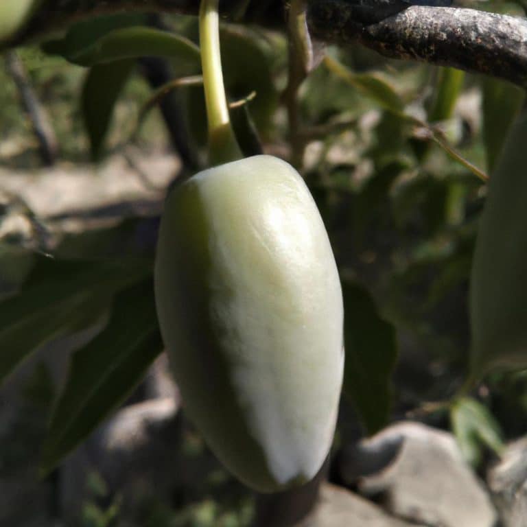 Ruyada Bindalli Giymek