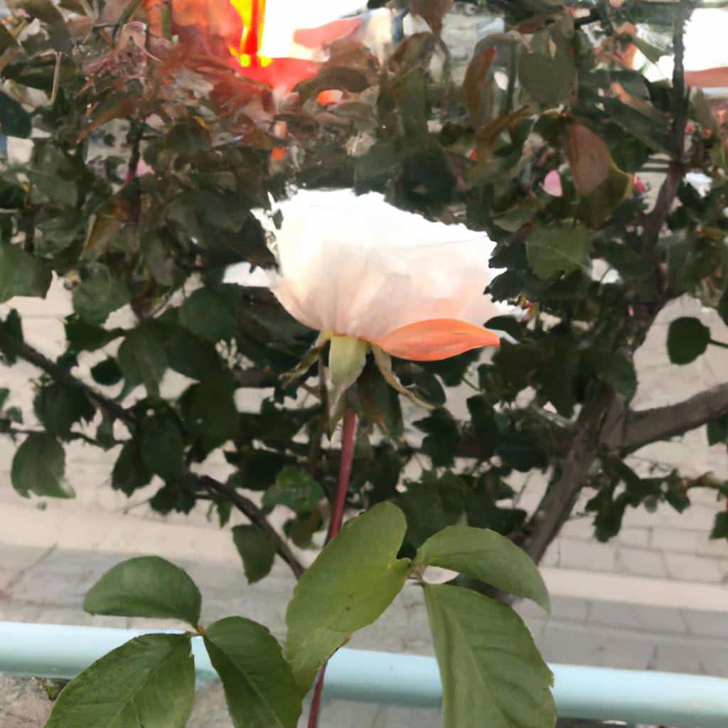 Ruyada Bir Erkegin Elini Tutmasi