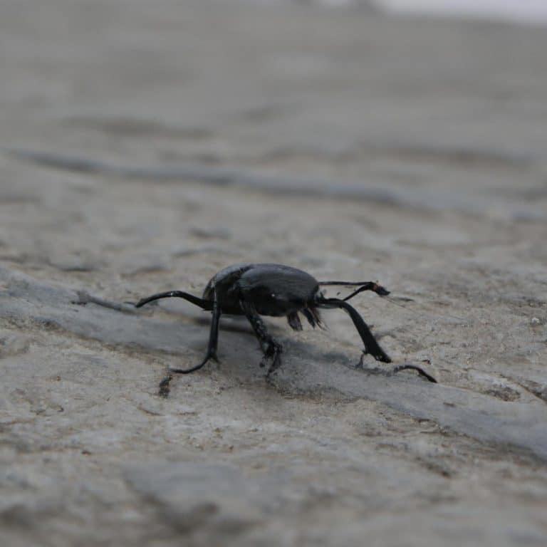 Ruyada Bir Suru Bocek Gormek