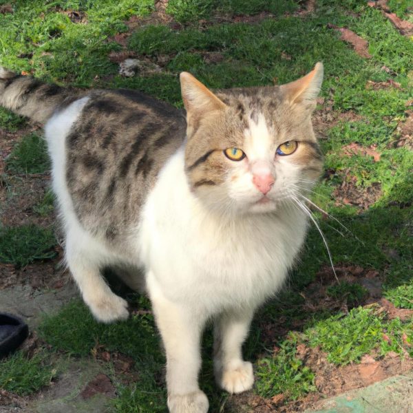 Ruyada Bir Suru Hayvan Gormek