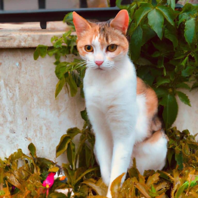 Ruyada Bir Suru Kedi Gormek