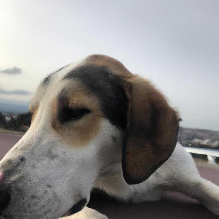 Ruyada Birden Fazla Kopek Gormek