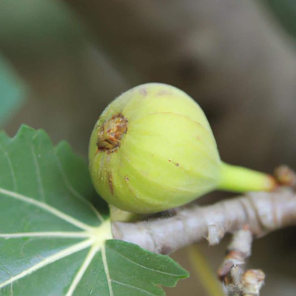 Ruyada Birine Kagit Para Vermek