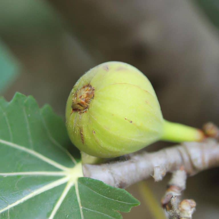Ruyada Birine Kagit Para Vermek