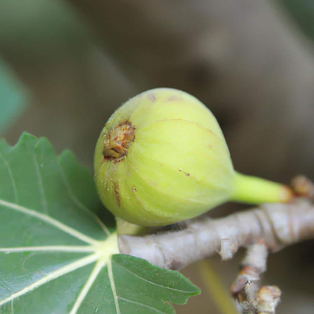 Ruyada Birine Kagit Para Vermek