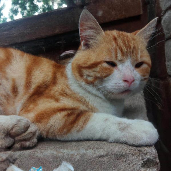 Ruyada Birini Hamile Oldugunu Gormek