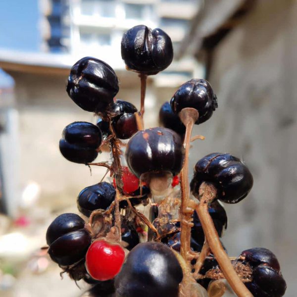 Ruyada Birinin Altin Vermesi