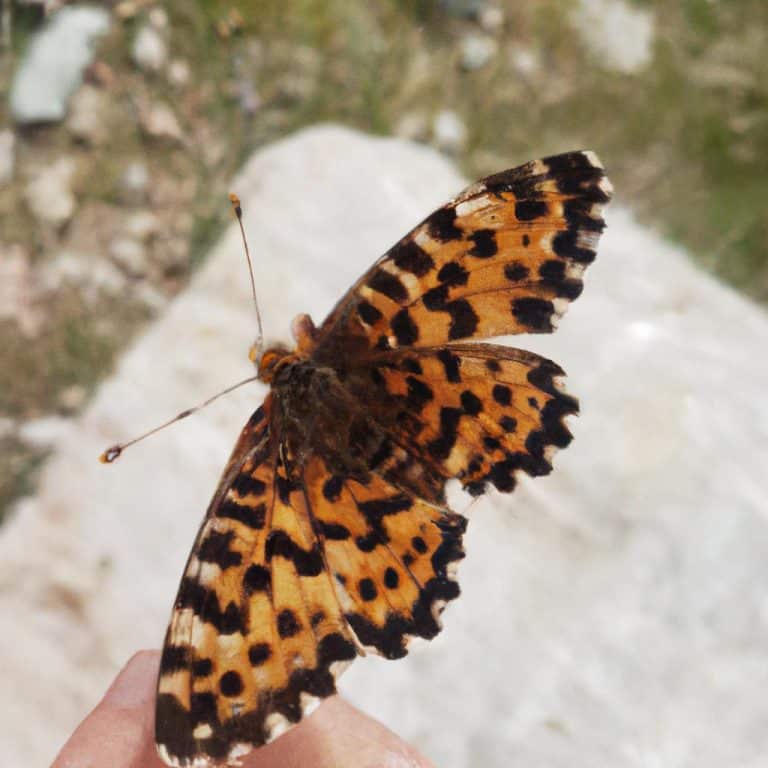 Ruyada Birinin Hasta Oldugunu Gormek