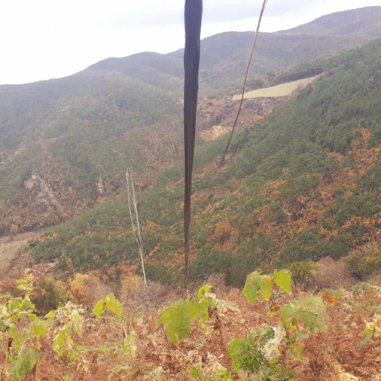 Ruyada Birinin Kayboldugunu Gormek