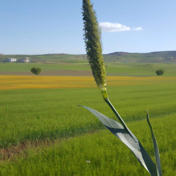Ruyada Birinin Olum Haberini Almak