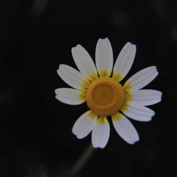 Ruyada Birinin Sacini Kesmek