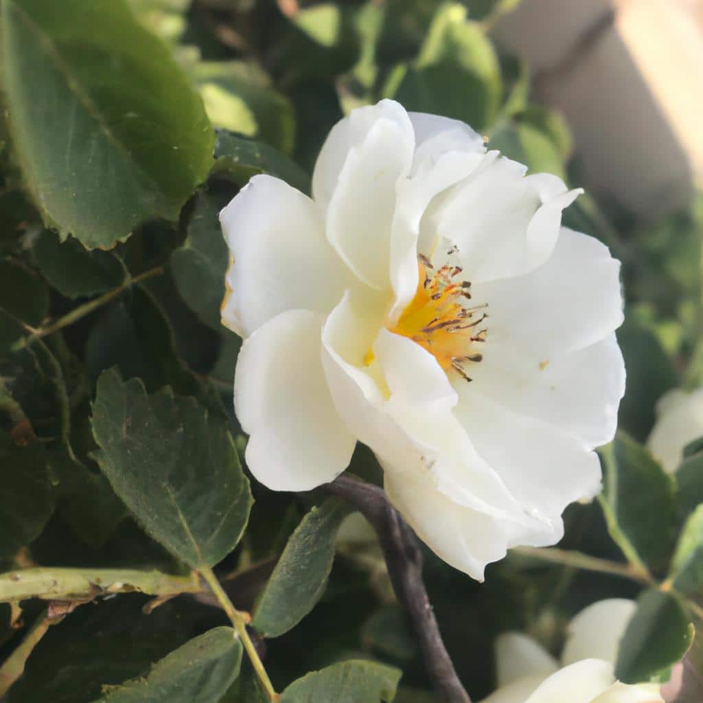 Ruyada Birinin Seni Dudaktan Optugunu Gormek