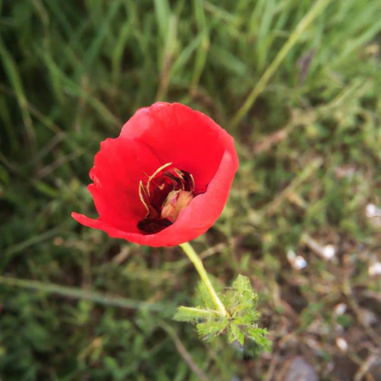 Ruyada Birisini Oldurmek