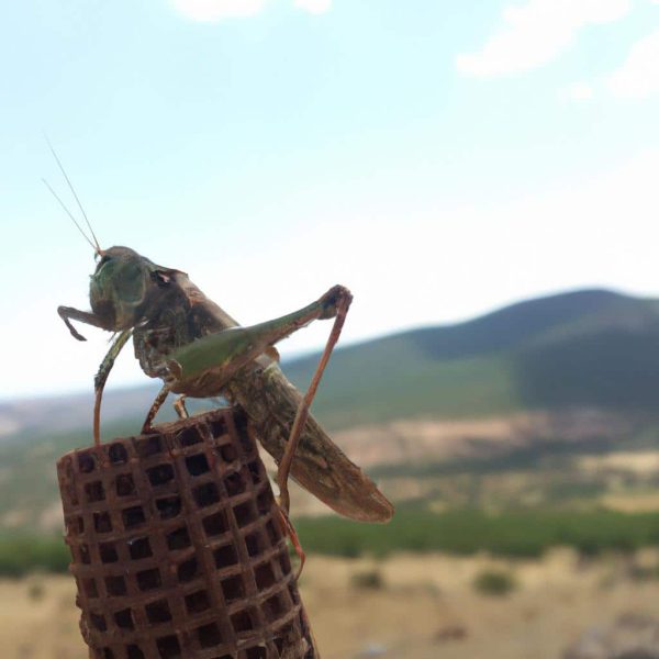 Ruyada Biriyle Opustugunu Gormek