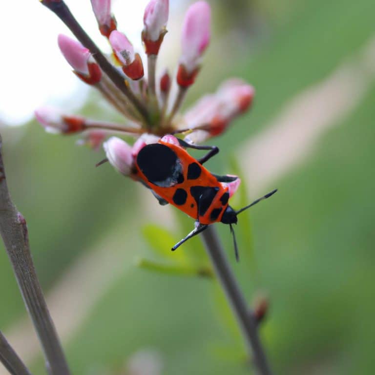 Ruyada Bocek Gormek Diyanet