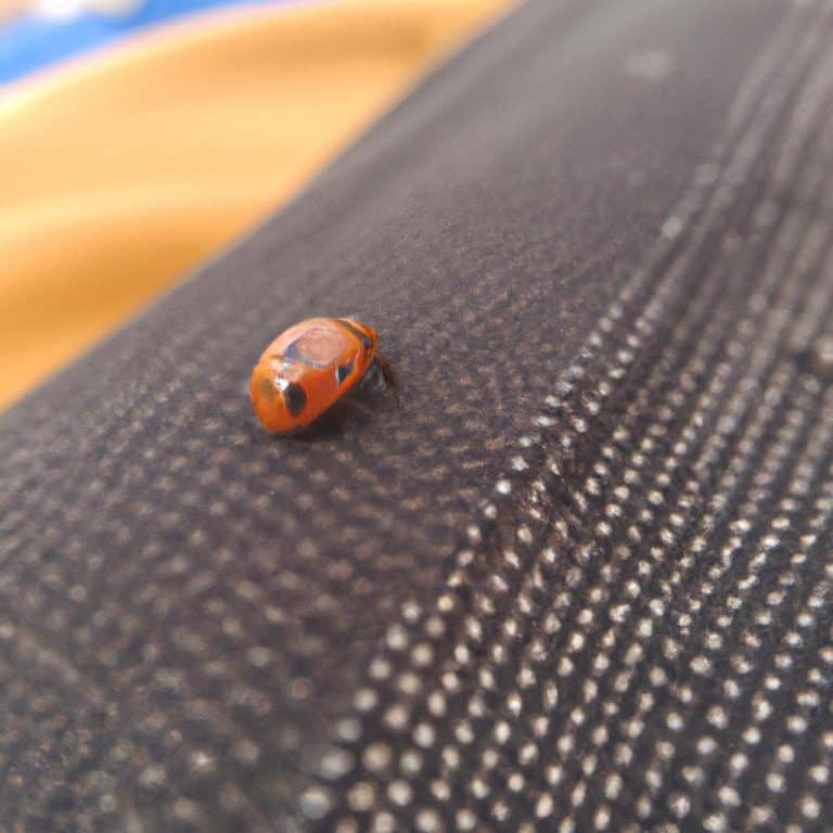 Ruyada Bocek Gormek Ne Anlama Gelir