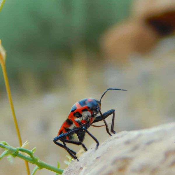 Ruyada Bocek Isirmasi