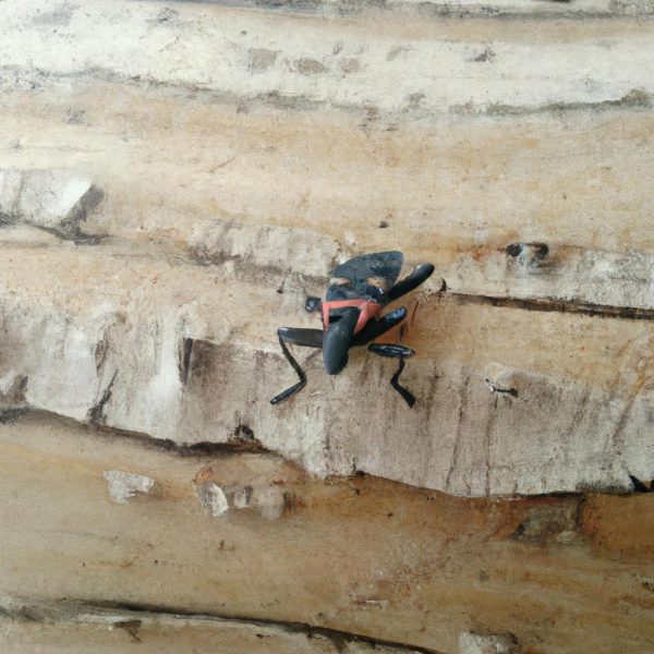 Ruyada Bocek Oldurmek Diyadinnet