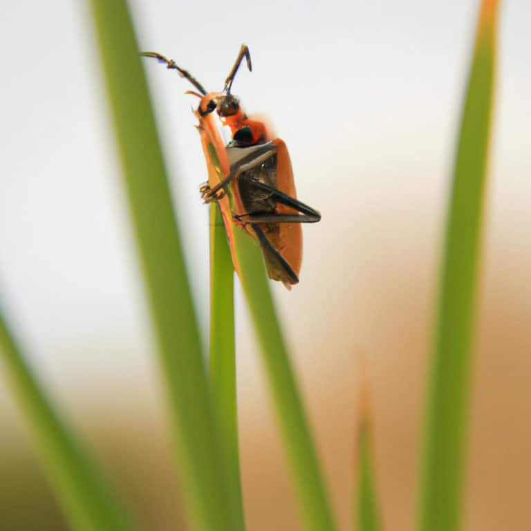 Ruyada Bocek Surusu Gormek